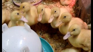 Orpington Ducklings and White Leghorn Chicks