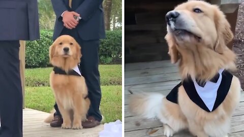 Amazing Dog Walks Rings Down Aisle At Wedding