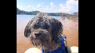 Chewbacca shows off his swimming skills! Fetching stick!