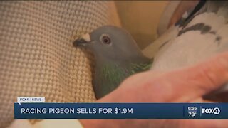 Racing pigeon sells for $1.9M