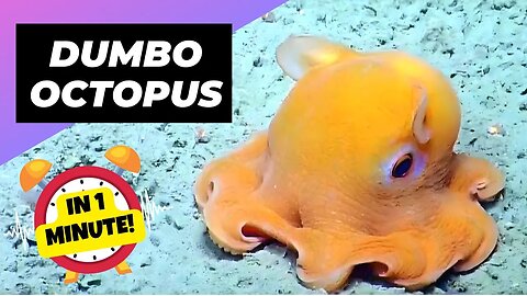 Dumbo Octopus - In 1 Minute! 🐙 The Cutest Octopus You'll Ever See! | 1 Minute Animals