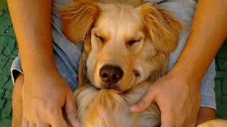 Hund somnar under en skön massage