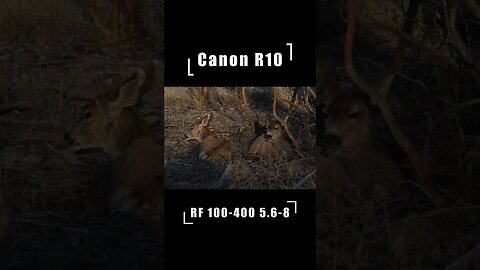 Canon R10 / 100-400mm 5.6-8 - Is it Sharp?