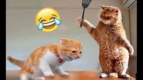 Funny animal videos 2023 🤣 - Funny cats/dogs - 😂 Funny animals Part-1