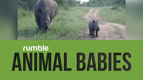 Compilation Of Baby Animals That Proves How Wonderful The Animal Kingdom Can Be