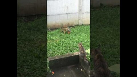 Cat vs Iguana Costa Rica