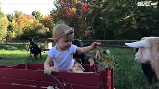 Una bimba in grado di incantare gli animali