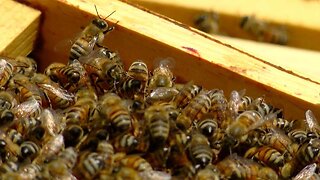 Palm Beach County beekeepers buzzing about bee population decline