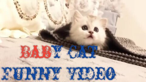 Kitten-Cute and Funny Cat Videos Compilation