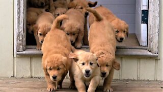 Adorable "river" of Golden Retriever puppies flow into the backyard