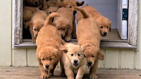 Adorable "river" of Golden Retriever puppies flow into the backyard