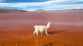 Lama desfila pela Laguna Colorada na Bolívia