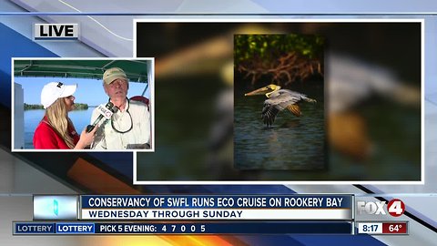 Eco-tours with Conservancy of SWFL run weekly out of Rookery Bay