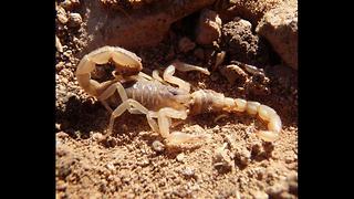 SCARY! 4 Types of scorpions crawling around the Valley - ABC15