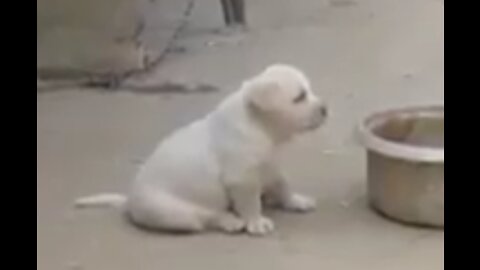 Cute Puppy Imitating Chicken Cackling