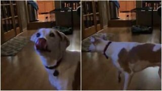 憑りつかれた牛のような音を立てる犬のおもちゃ