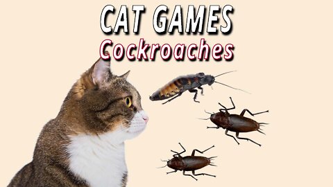 CAT GAMES: Catch a Cockroach!