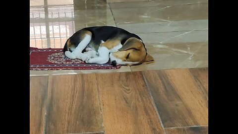 Beagle puppy Sitting in Kitchen | Are Beagles good house pets | Beagle Dog Breed Information