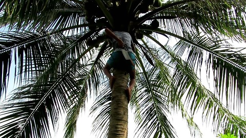 First and the last time climbing on a coconut palm, Koh Phangan, Thailand
