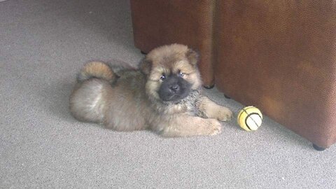 Chow Chow - Dog Breed - Ninja the Kung Fu Master : Baby Chow's / Puppies