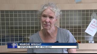 Feral cats poisoned in Ontario