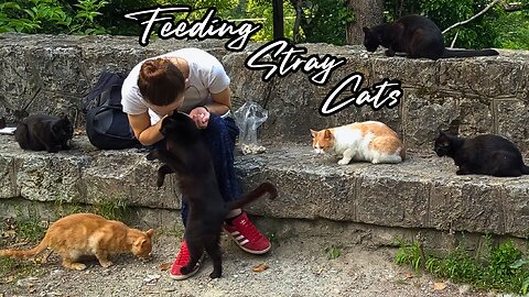 How to Gain a Stray Cat's Trust - Feeding Stray Cats