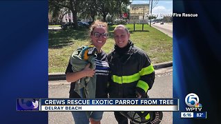 Crews rescue exotic parrot from a tree in Delray Beach