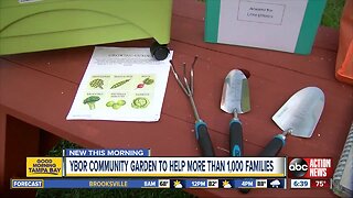 Community Garden to provide garden starter kits to Ybor City families