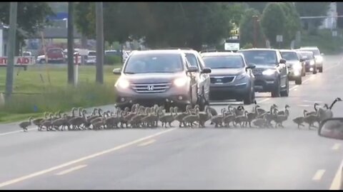 Geese Crossing - Camp Hill 😳 You Have Ever Seen this Before?