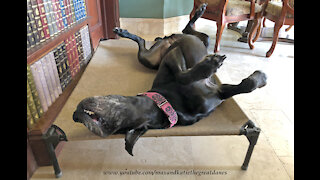 Funny Great Dane Loves Relax Upside Down In Her Bed