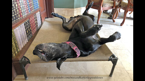 Funny Great Dane Loves Relax Upside Down In Her Bed