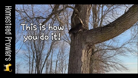 Cat Properly Climbs Down Tree and Makes PawPaw Proud