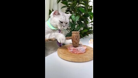 Cat make cooking | Kitty make cooking | Kitty | Cats