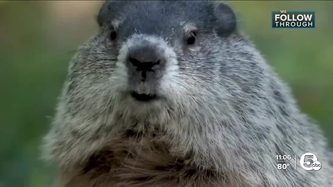 What works and what doesn't to combat groundhogs ahead of hibernation season