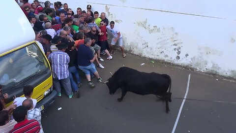 Best Funny Vídeos With Bulls - Clip 4/2015 - Terceira Island Bullfights - Azores