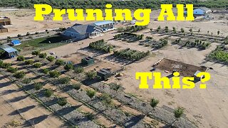 How and When We Prune Over 180 Fruit Trees