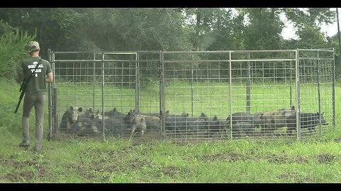 Crushed My Previous Record! Trapped A Huge Pack of Wild Hogs.