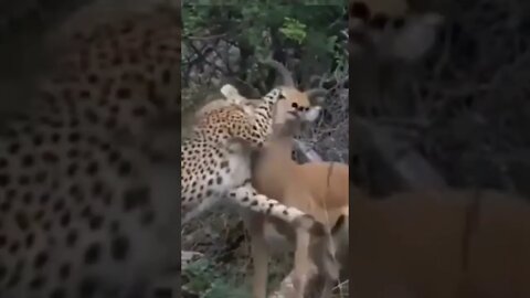 Leopard Kills Impala / Kruger National Park / Wildlife at its Best