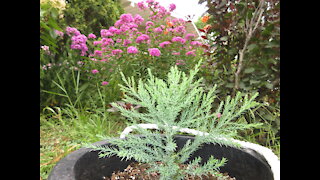 Tree Spirit Song of Gratitude Jr Giant Sequoia July 15 2021