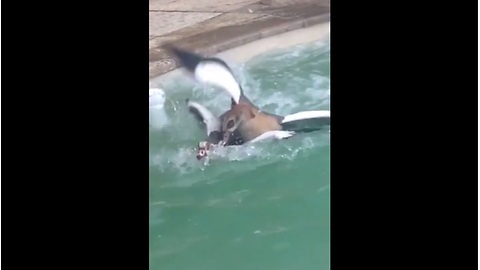 Egyptian Geese battle it out in backyard pool