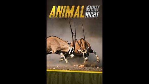 amazing animal | animal fighting (2022)