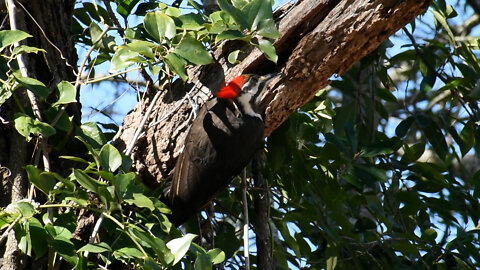 Female Pileated Woodpecker Working On Dead Walnut Tree