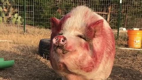 Pig scratches herself all over wet paint