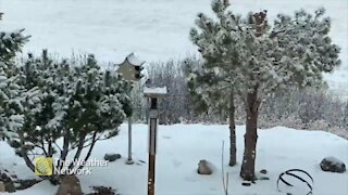 Large snowflakes fall over feeding birds on the prairies