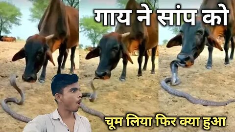 गाय ने सांप को चूम लिया और फिर कुछ ऐसा हुआ। Snake Ne Kiya kiss.