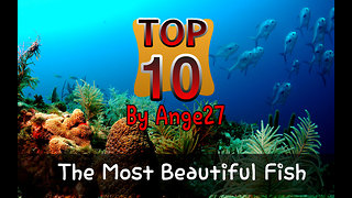 Top 10 - The most beautiful fish