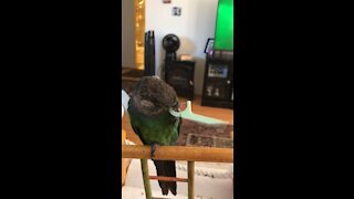 Conure Parrot flossing