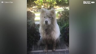 Hund lærer at vinke til sin ejer