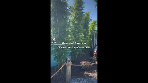 Graceful Bamboo - Weaver Bamboo - Textilis Gracilis