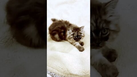 Kitten Kneading - Cute